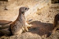 The Meerkat Den Royalty Free Stock Photo