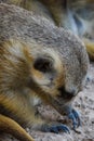 A meerkat digs in the dirt in the desert close up looking at its claws Suricata suricatta