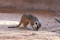 A meerkat digs in the dirt in the desert Suricata suricatta