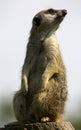 Meerkat on duty Royalty Free Stock Photo