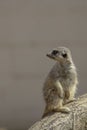 Meerkat on duty. Royalty Free Stock Photo