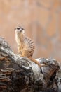 Meerkat on duty