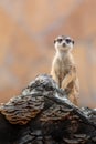 Meerkat on duty