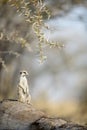 A meerkat enjoying the morning light