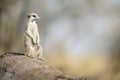 A meerkat enjoying the morning light