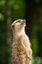 Meerkat enjoying the sun Royalty Free Stock Photo