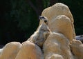 Meerkat enjoying the sun and relaxing