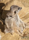 Meerkat Family