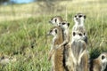 Meerkat family