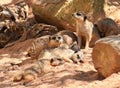 Meerkat family Royalty Free Stock Photo
