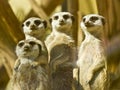 Meerkat family