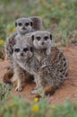 Meerkat family huddle