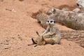 Meerkat Family, Meerkat Mother is feeding her Babies