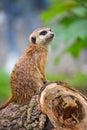 Meerkat family member Suricata suricatta on guard Royalty Free Stock Photo