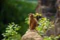 Meerkat family member (Suricata suricatta) on guard Royalty Free Stock Photo