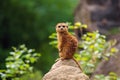 Meerkat family member (Suricata suricatta) on guard Royalty Free Stock Photo