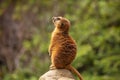 Meerkat family member (Suricata suricatta) on guard Royalty Free Stock Photo