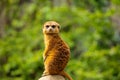 Meerkat family member (Suricata suricatta) on guard Royalty Free Stock Photo