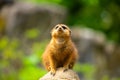 Meerkat family member (Suricata suricatta) on guard Royalty Free Stock Photo