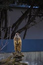 Meerkat family member Suricata suricatta on guard Royalty Free Stock Photo