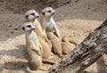 Meerkat Family Nursing Babies