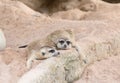 Meerkat family rest on the ground. Royalty Free Stock Photo