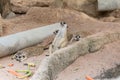 Meerkat family rest on the ground. Royalty Free Stock Photo