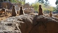 Meerkat family sitting upright on  The ground enjoying The warmth of The sun, meerkats sunbathing Royalty Free Stock Photo