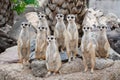 Meerkat Family are sunbathing Royalty Free Stock Photo