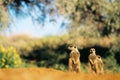 Meerkat suricate family, Kalahari, South Africa sunbathing Royalty Free Stock Photo