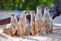 Meerkat. Royalty Free Stock Photo