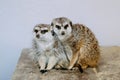 Meerkat Family are sunbathing. Royalty Free Stock Photo