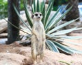 Meerkat Family are sunbathing Royalty Free Stock Photo