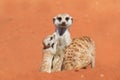 Meerkat family on red sand, Kalahari desert, Namibia
