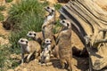 Meerkat family, Suricata suricatta, looking for food with its young Royalty Free Stock Photo