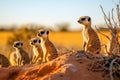Meerkat family watchful and look curiously in the desert grassland, midday. Generative AI