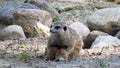 A meerkat feeding her children