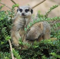 Meerkat feeding