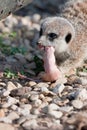 Meerkat feeding