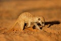 A meerkat foraging actively in natural habitat, Kalahari desert, South Africa Royalty Free Stock Photo