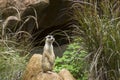 Meerkat at forest park background. Meerkat standing on the rock with stone and grass plant background Royalty Free Stock Photo