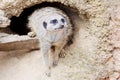 Meerkat in front of a den Royalty Free Stock Photo
