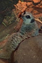 Meerkat funny close up near the pieces of wood