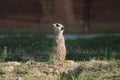 Meerkat with green background at the zoo