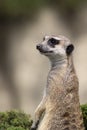 Meerkat on a green bush, a portrait Royalty Free Stock Photo