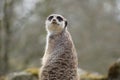 Meerkat with a grey fur sitting and looking up with blurred trees in the background Royalty Free Stock Photo
