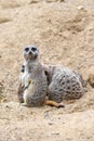 Meerkat in group standing fighting playing and doing funny pose Royalty Free Stock Photo