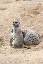 Meerkat in group standing fighting playing and doing funny pose Royalty Free Stock Photo