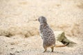 Meerkat in group standing fighting playing and doing funny pose Royalty Free Stock Photo