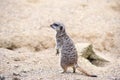 Meerkat in group standing fighting playing and doing funny pose Royalty Free Stock Photo